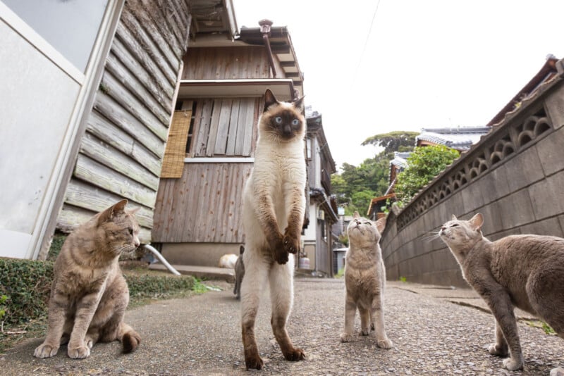 Comedy Pet Photo Awards 2023 Finalists