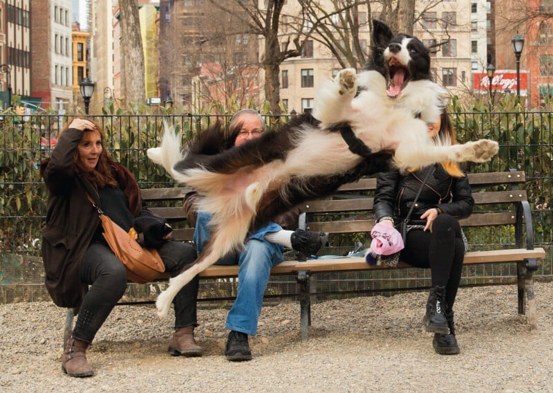 Comedy Pet Photo Awards 2023 Finalists