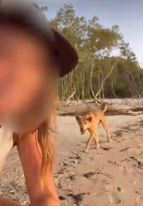 A woman filmed herself interacting with a dingo.