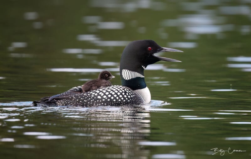 Betsy Carmona Wildlife Photography