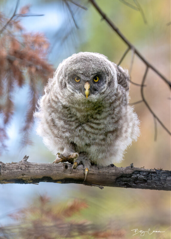 Betsy Carmona Photographie animalière