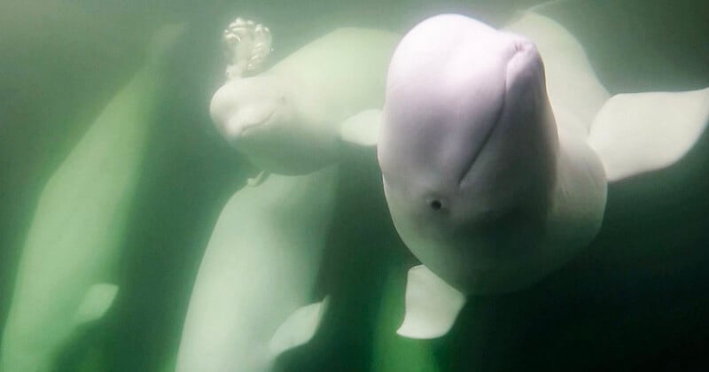 Beluga whales looking cheekily at the camera