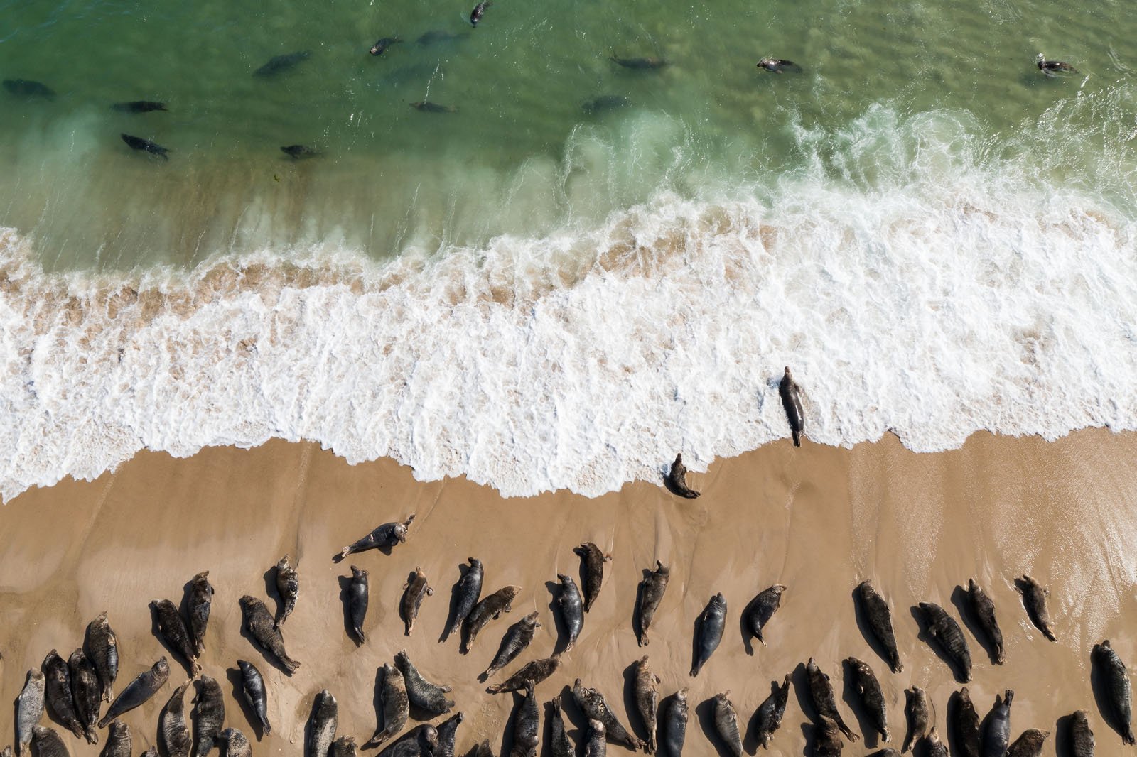 The Return of the Great White Shark Through the Lens of a Photographer ...