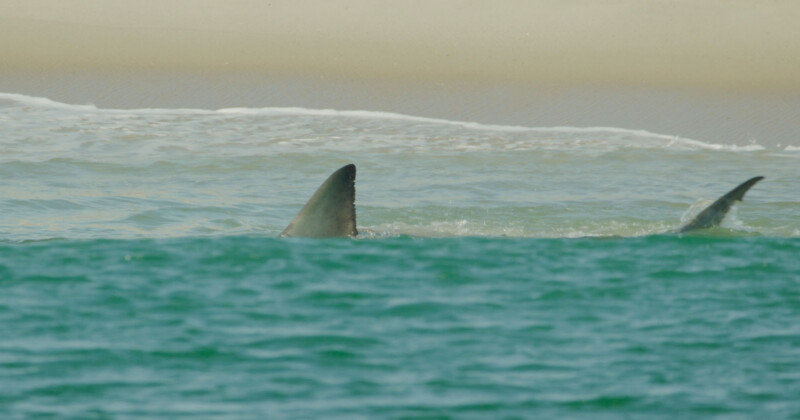 "Return of the White Shark"