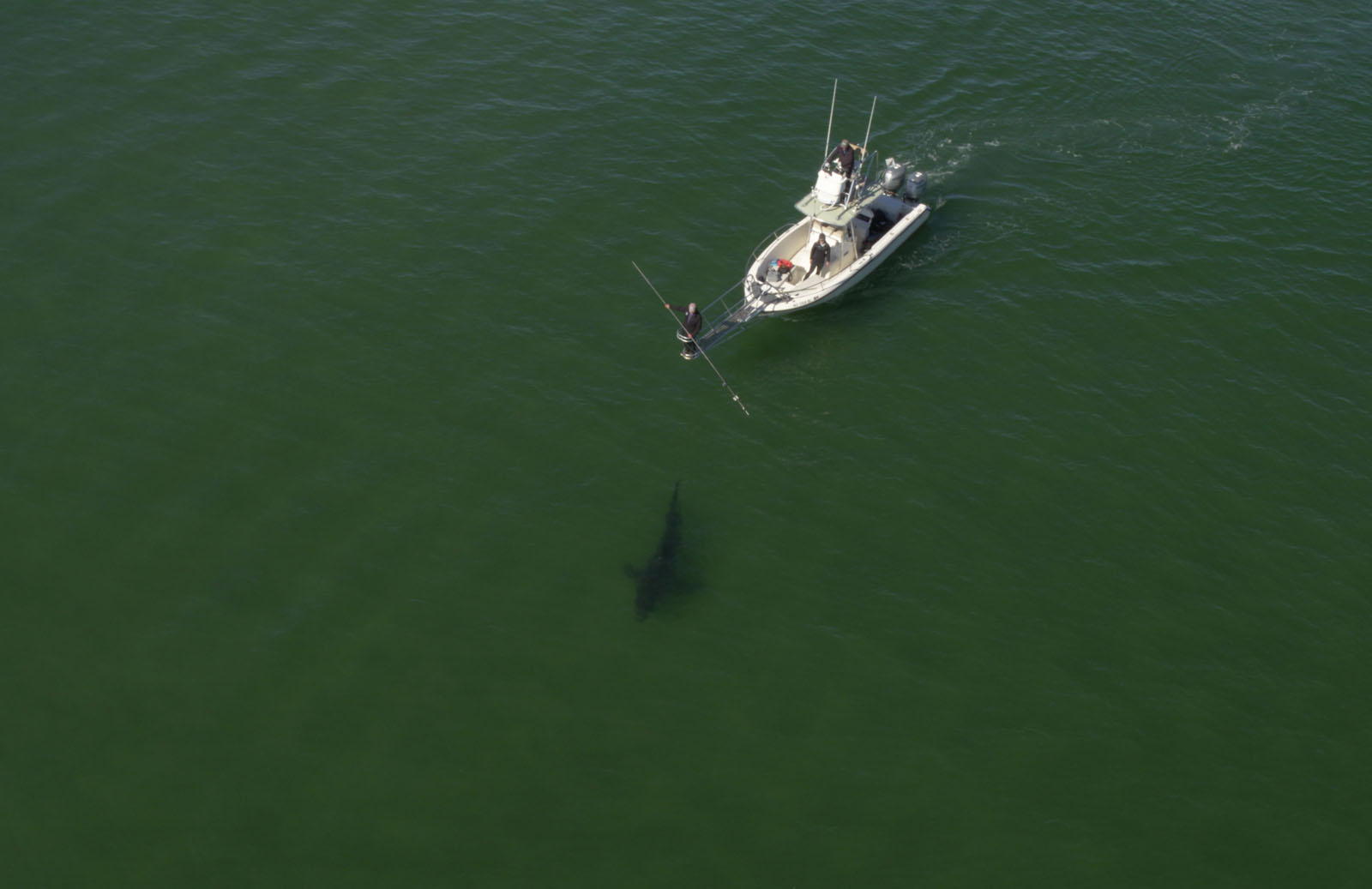 The Return of the Great White Shark Through the Lens of a Photographer ...