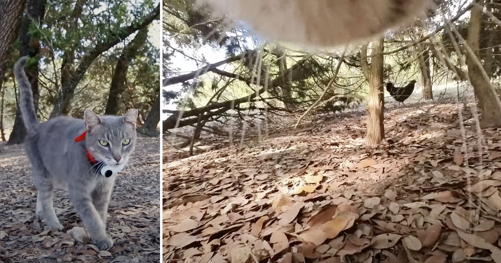 Man Straps Insta360 to His Farm Cat After Wondering What He Gets Up To