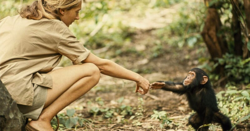 Chimp with Jane Goodall