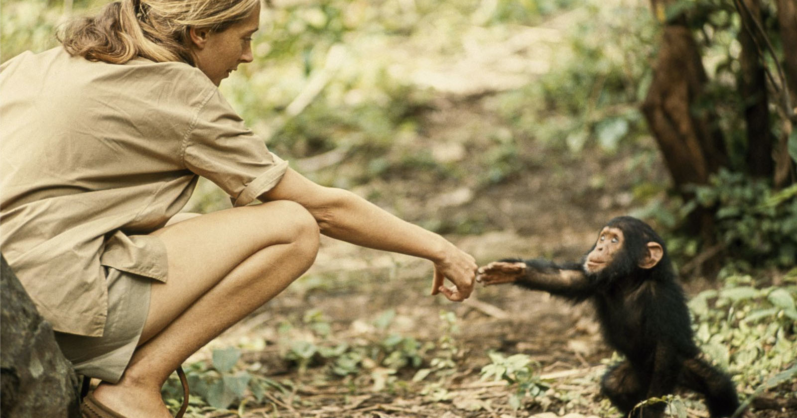 Iconic Photo of Chimp Reaching Out to a Human Changed Our View of Nature