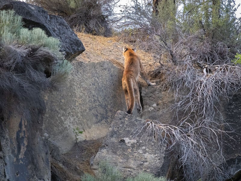 Cougar jumps up a rock