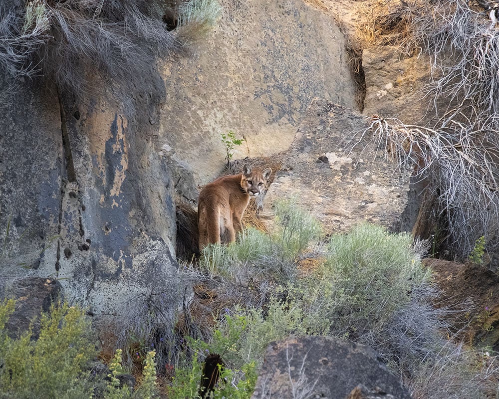 it-s-a-cougar-photographer-can-t-belive-his-luck-capturing-a