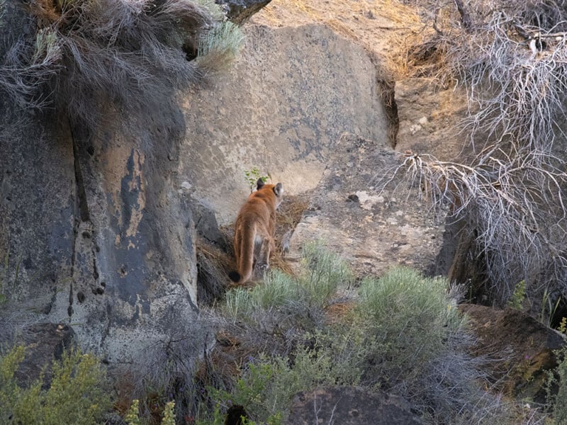 Cougar in Shevlin Park