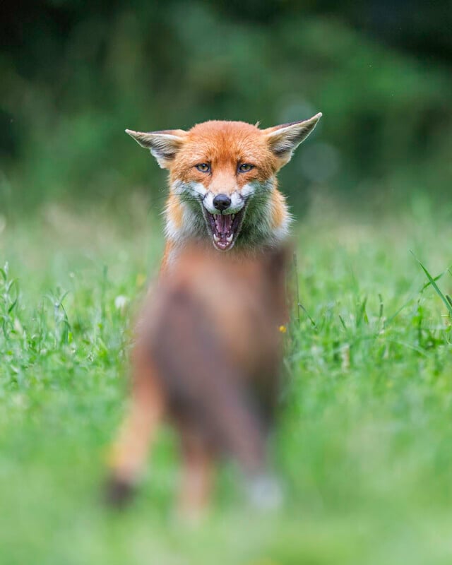 Fox