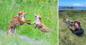 Camoflaged photographer and two foxes fighting