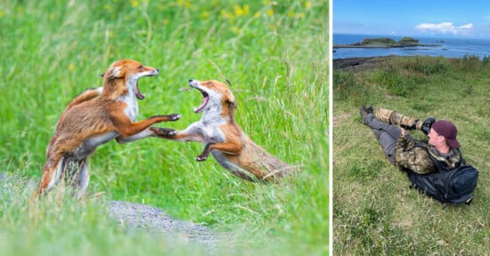 Camoflaged photographer and two foxes fighting
