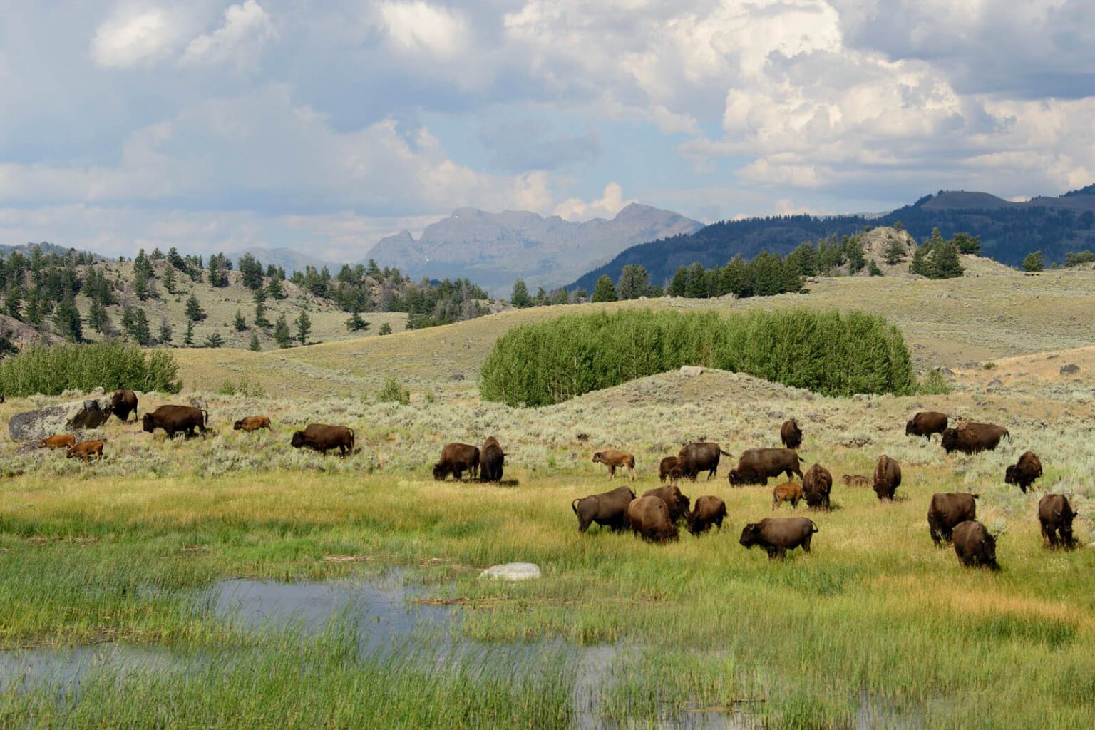 How to Photograph Bison in Yellowstone | PetaPixel