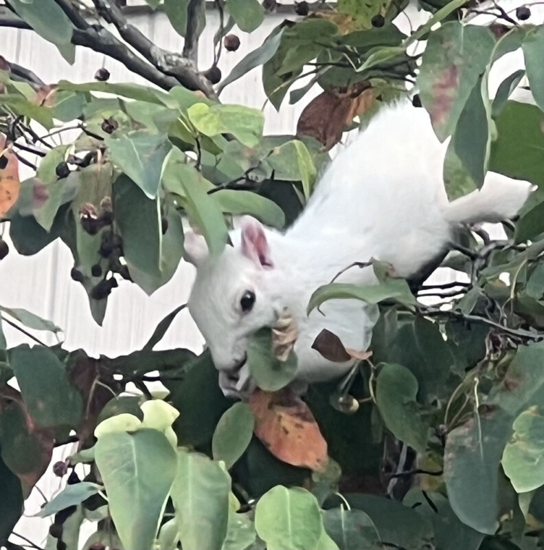 Écureuil albinos