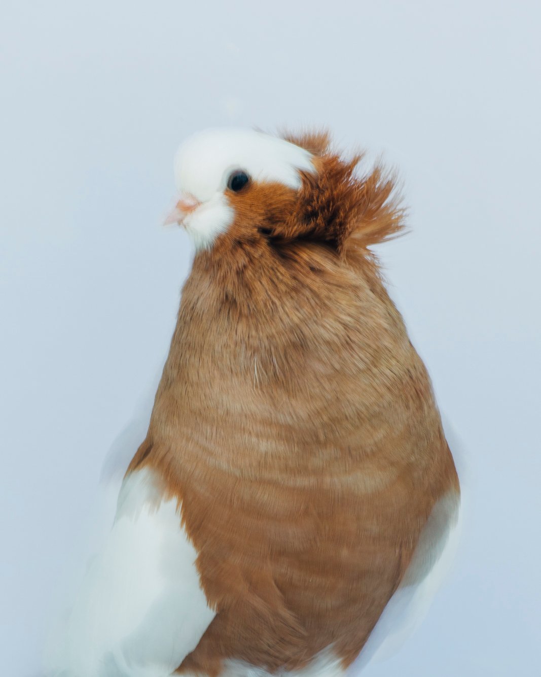 Photographer Captures Formal Portraits Of 'misunderstood' Pigeons 