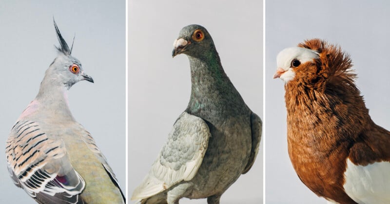 Fancy pigeons