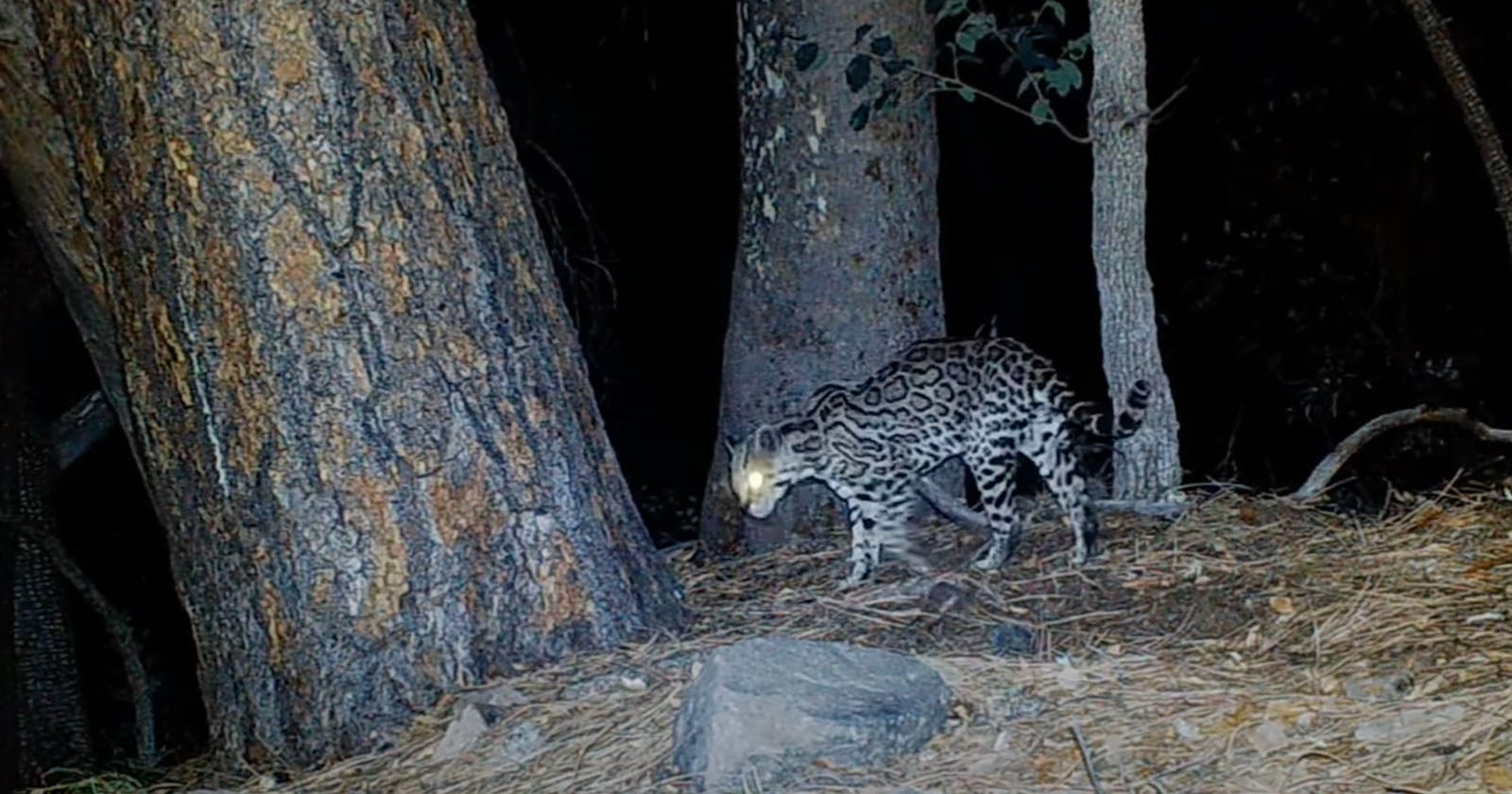 Rare and Endangered Ocelot Captured on Trail Camera