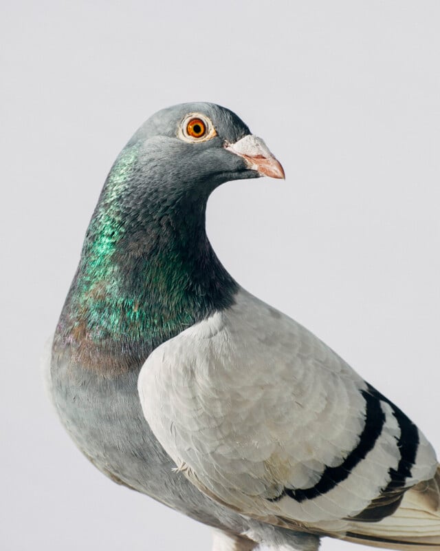 Racing pigeon.