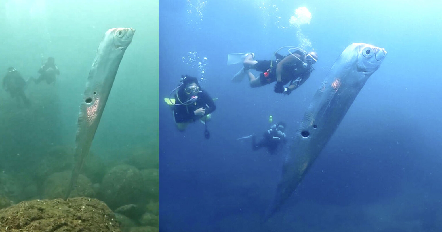 Giant Deep Sea Oarfish Is Filmed By Divers In Rare Encounter PetaPixel