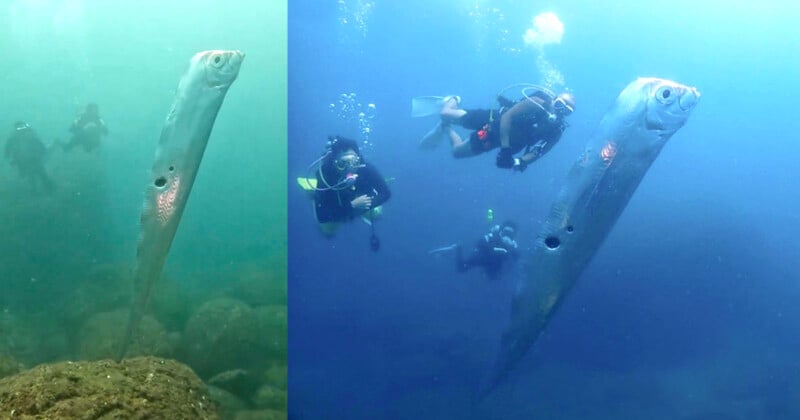 Un remo gigante de aguas profundas es filmado por buzos en un raro encuentro