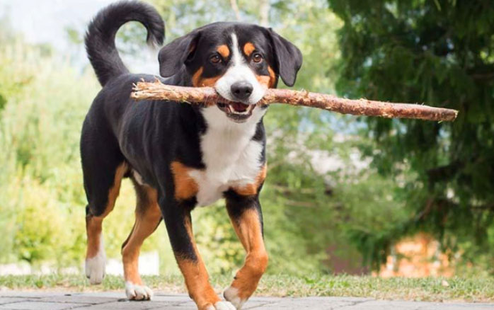 Dog carrying a stick