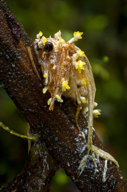 Danny Newman mycologie 