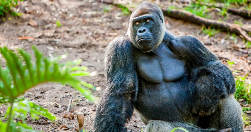 https://petapixel.com/assets/uploads/2023/07/Toronto-Zoo-Asks-Visitors-to-Stop-Showing-Phone-Videos-to-Gorillas-800x420.jpg