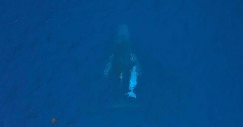 Mother and calf humpback whale.