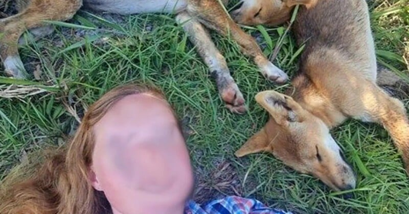 A woman takes a selfie lying next to a pack of sleeping dingo pups. 