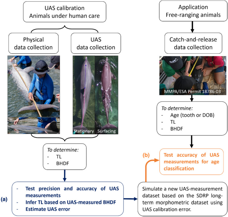 Quantifying the age structure of free-ranging delphinid populations: Testing the accuracy of Unoccupied Aerial System photogrammetry