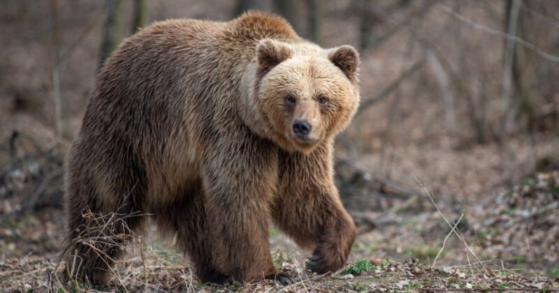 A photographer has revealed just how quickly a grizzly bear can attack in an heart-stopping video that has resurfaced online.