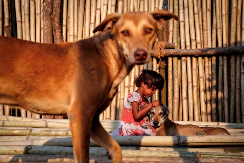 A girl plays with street dogs. 