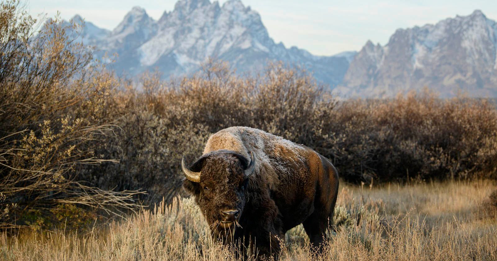 How to Photograph Bison in Yellowstone