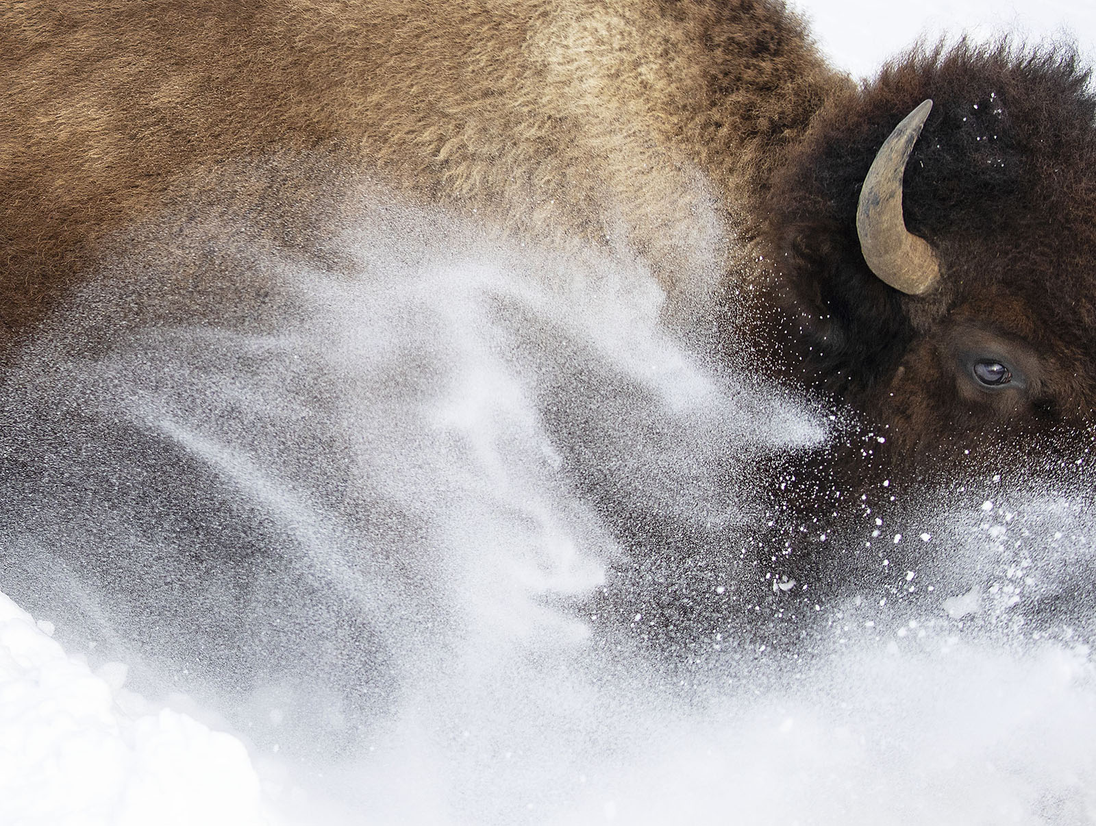 Top Photos from Wildlife Photographer of the Year 2023 | PetaPixel
