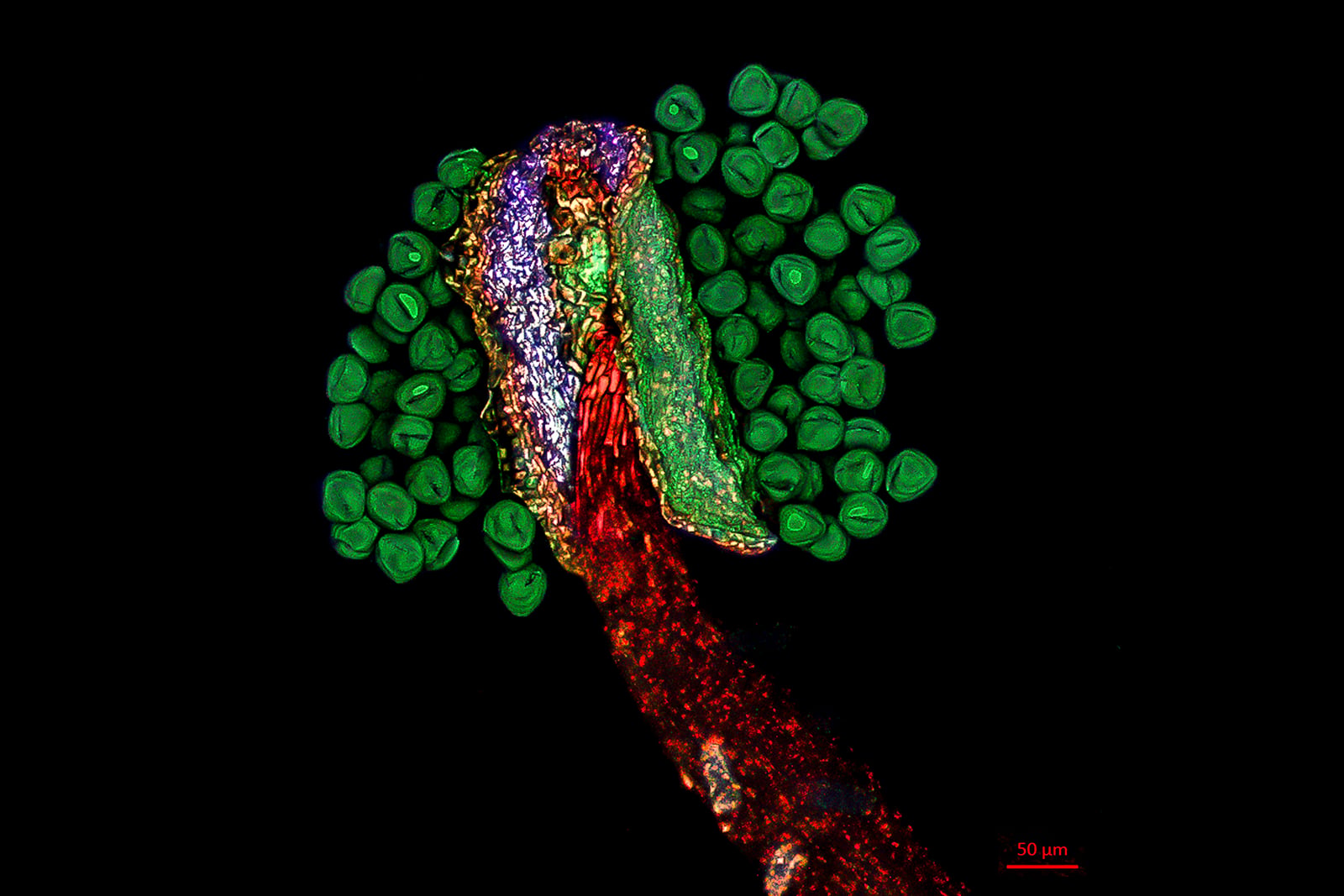 Stunning Starfish Image Wins Life Science Photo of the Year 2022 ...