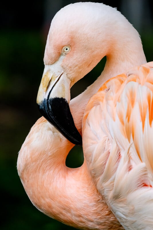 Sigma 100-400 DG DN OS flamingo