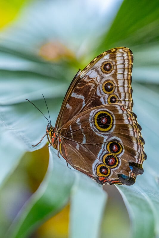 Sigma 100-400 DG DN OS butterfly macro