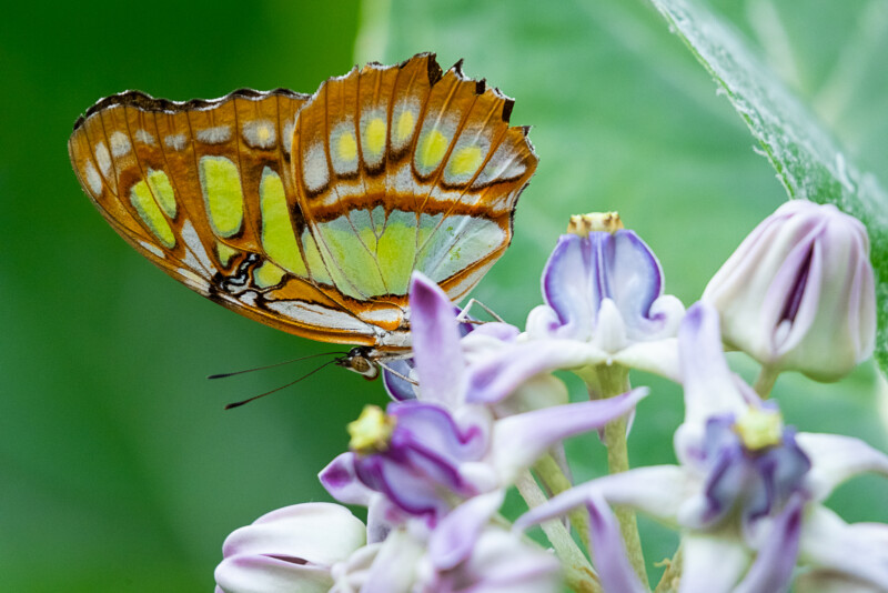 Sigma 100-400 DG DN OS Butterfly close up