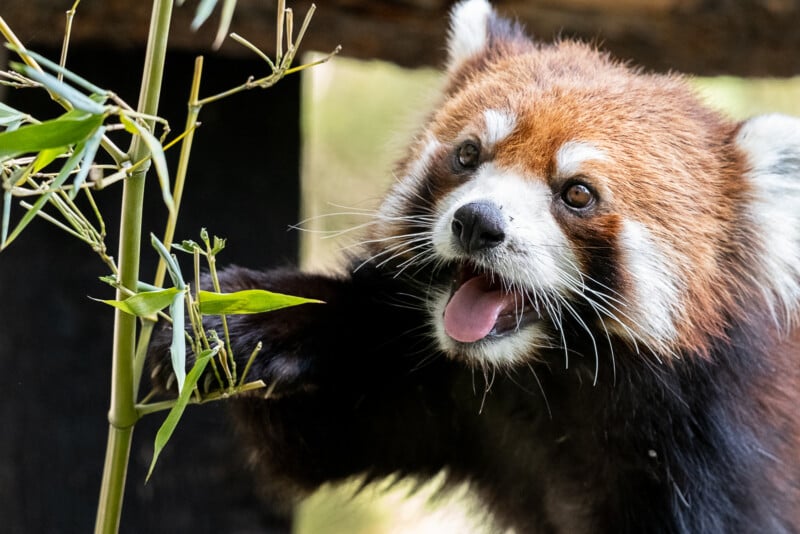 Sigma 100-400 DG DN OS Red Panda