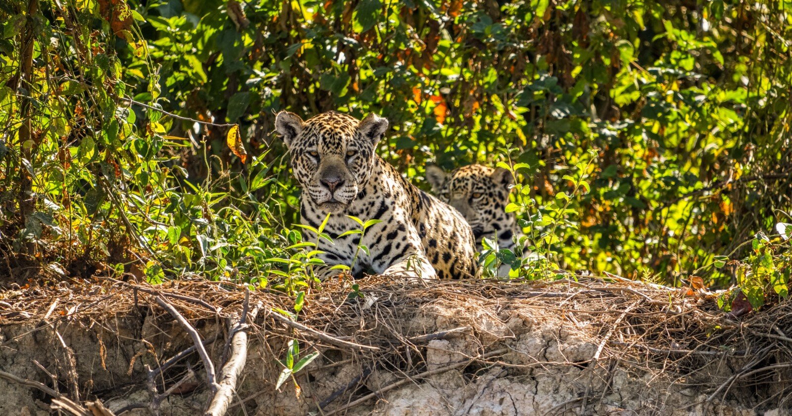 Jaguar photographed with a7CR