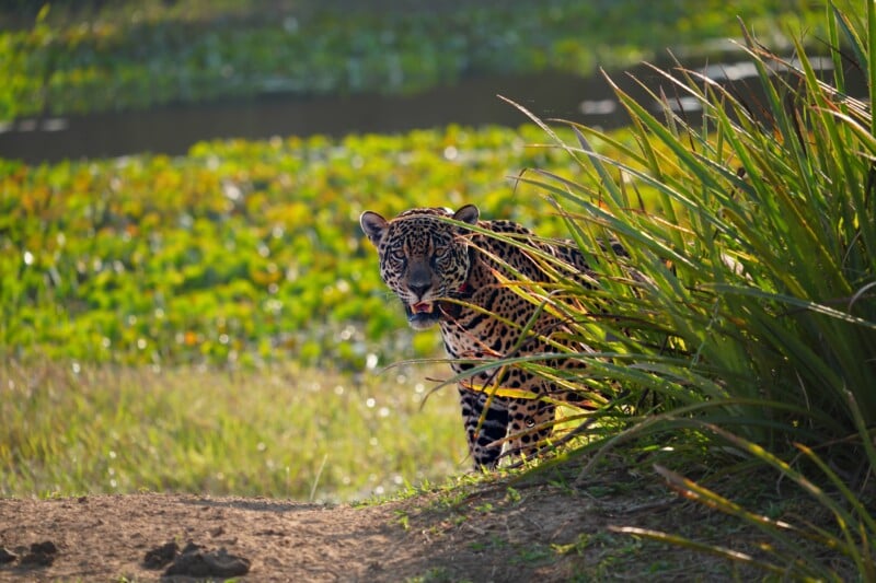 Acerola, a jaguar of the Pantanal