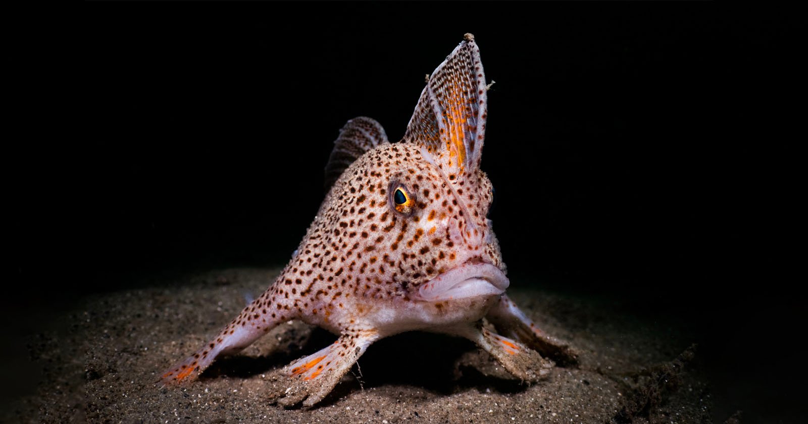 Img 20230105 071417 134 - jpg fish