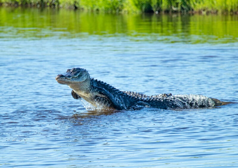 Alligator jumps out of the water
