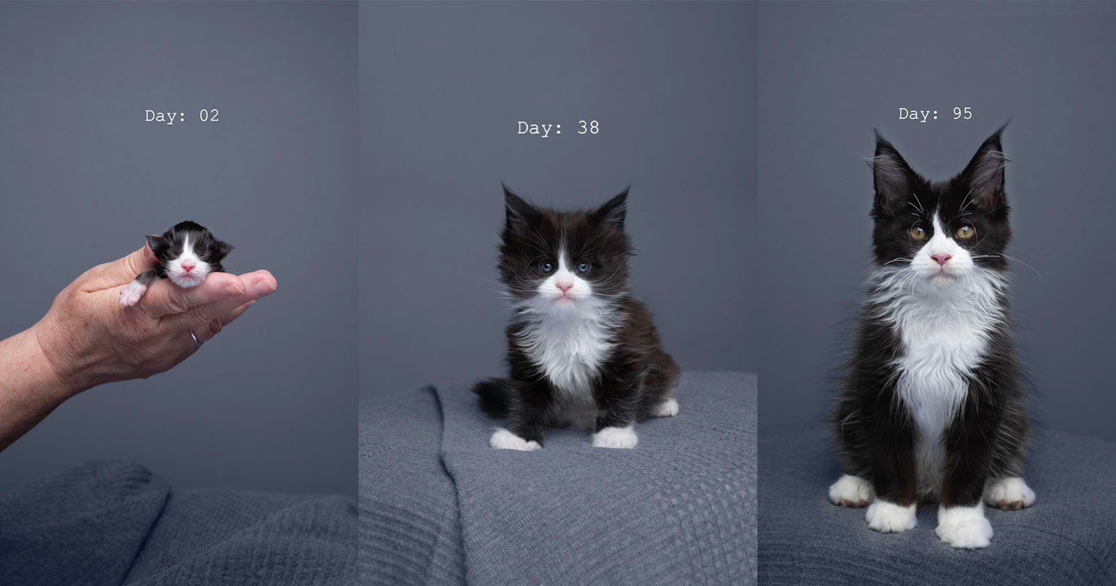 Photographer’s Viral Timelapse Video Shows a Kitten Ageing Into a Cat