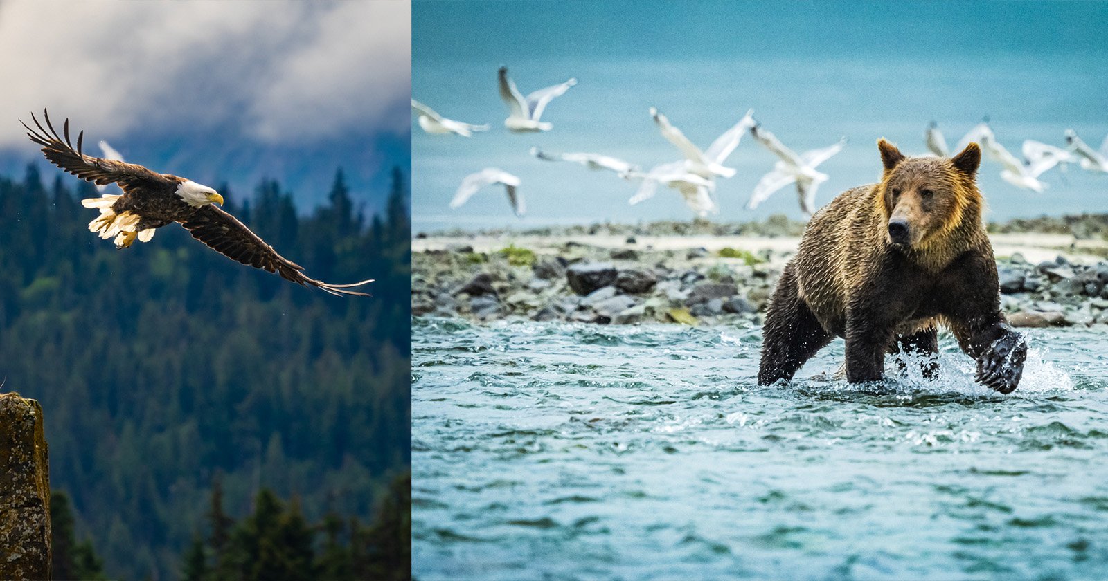 Bears in Alaska's Hallo Bay Are Changing What They Eat