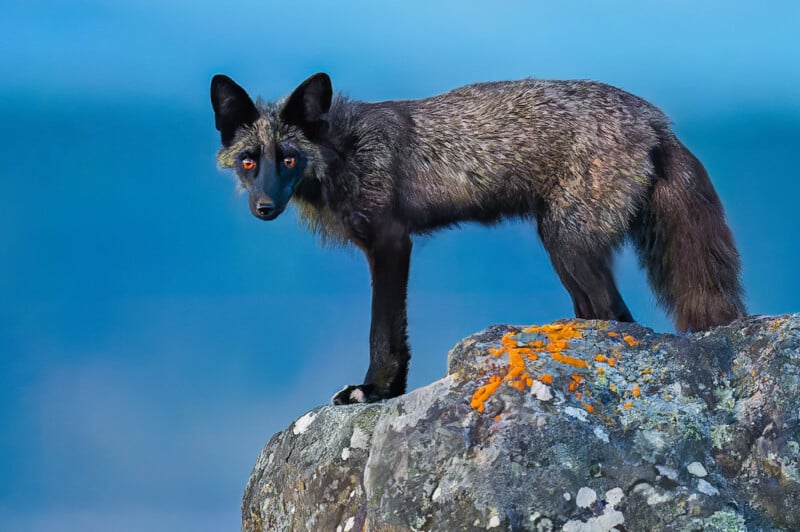 San Juan Island Foxes