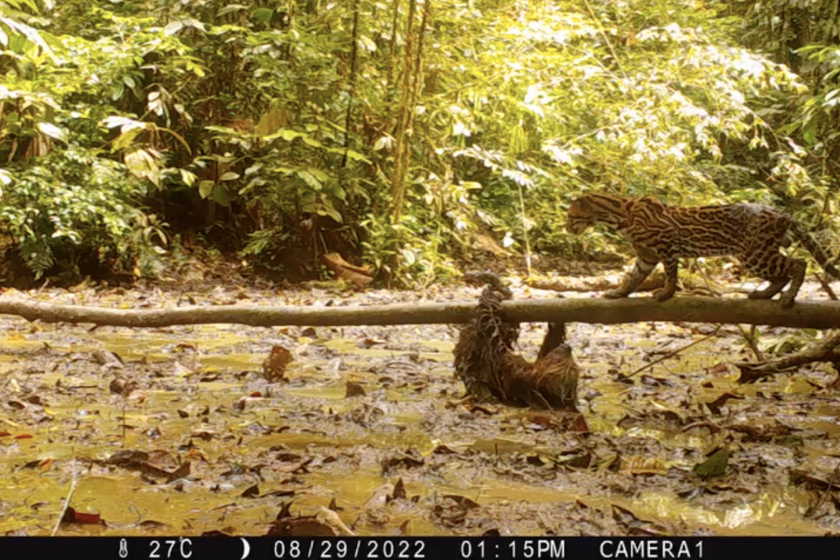 Sloth Unexpectedly Fights Off Ocelot’s Savage Attack in Trail Camera Footage