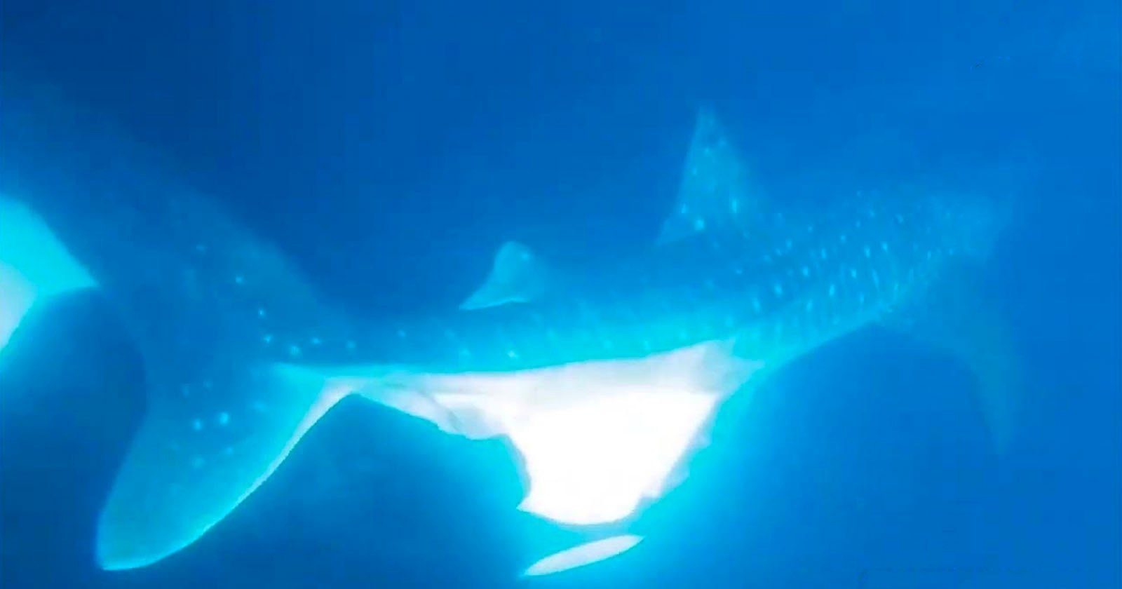 Rare Underwater Footage of a Killer Whale Eating a Shark's Liver